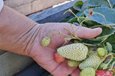 Автор знаменитого в Якутии сорта клубники &quotХандыга&quot поделилась секретами Из личного архива Н.Ивановой