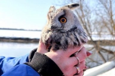 Волонтеры спасли сову во время поисков пропавших детей в Звенигороде