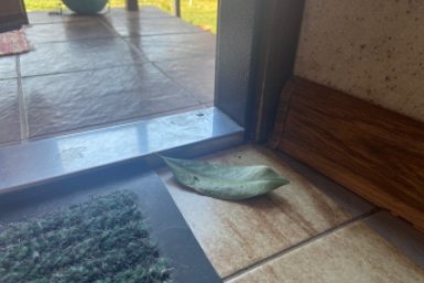 Кладу лаврушку под порог после 22 марта: традиция бабушки - дома спокойно всю весну и лето ИА Stavropol.Media