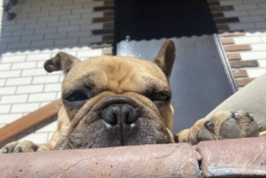 Собаки-двойники: 7 пар пород, которые выглядят одинаково - путают даже кинологи