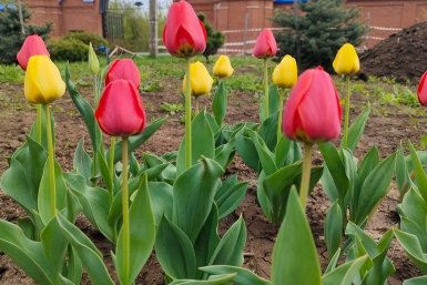 После схода снега тюльпанам - обязательно: 6 ложек в ведро - и клумбу будет видно из космоса, цветет до лета