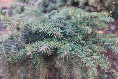 Можжевельнику после таяния снега - сразу же: 30 г в воду - и кустик весь обрастет хвоей, без желтизны и проплешин