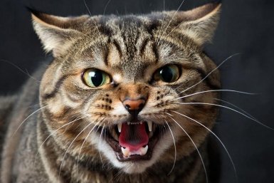 Самые опасные породы кошек: лучше не заводить семьям с детьми и новичкам