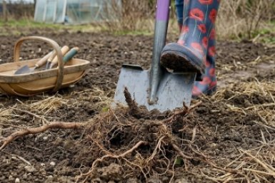 Мощнее навоза и помёта: сдабриваем грядки в конце марта — почва станет пушистой и плодородной уже к апрелю
