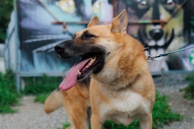 Маленького ребенка серьезно покусала собака в Москве