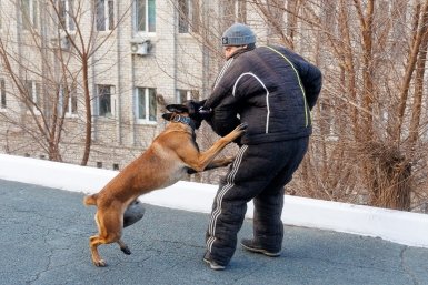 Полиция застрелила агрессивного питбуля, напавшего на ребенка в Подмосковье