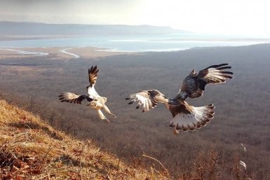 Хищные птицы устроили драку на фоне мостов во Владивостоке