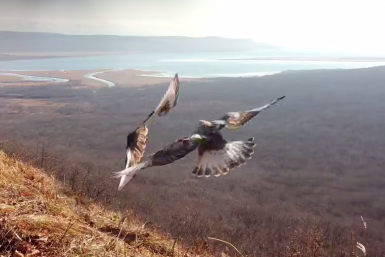 "Слети отсюда!": птицы подрались за лучший вид на Владивосток