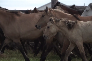 Бурятия возглавила федеральную программу по развитию табунного коневодства