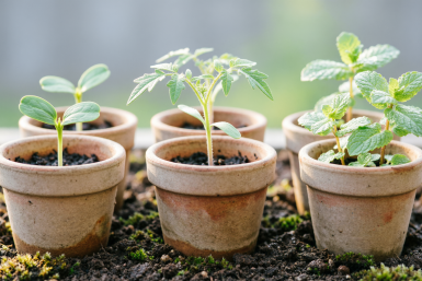 Тля обходит перцы за километры: подсаживаю эти растения в грядки - и никакой химии не надо