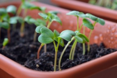 Что добавить в почву в марте, чтобы получить бомбический урожай - гениальные удобрения