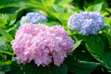 Даже трухлявая гортензия зарастет яркими шапками через 15 минут: поливаю именно так