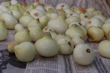 Лук вырастет с кулак: добавьте это в лунку перед посадкой — результат удивит