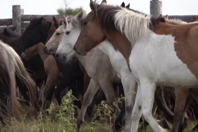 В Бурятии запустили систему племенного учета лошадей