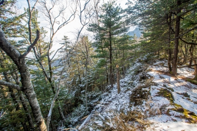 Браконьер жестоко убил двух косуль в Черемховском районе - мужчину задержали