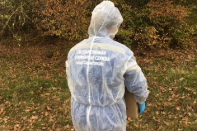 От бешенства вакцинируют хищников в лесах Севастополя