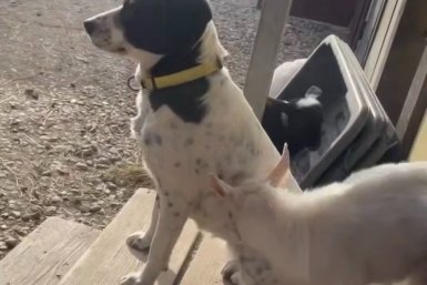 Коза пытается поиграть с собакой стоп-кадр из видео. телеграм-канал (18+) svodka25