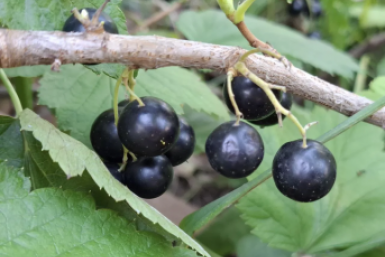 Смородина и эти 5 растений - как кошка с собакой: несовместимы и опасны - вот список