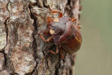 Щитовка весной пожирает яблони. 3 метода помогут избавиться от вредителя