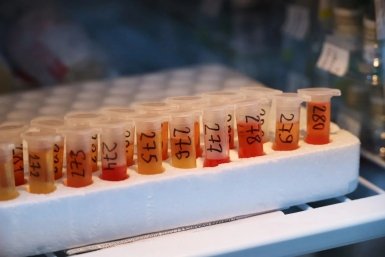 Массовую обработку сельхозживотных проводят в отдаленных селах Иркутской области