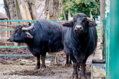 Боря и зоря: как живут буйволы в зооуголке Симферополя