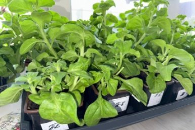 Без досветки и подкормки: почему в СССР рассада была толщиной с палец и здоровее нынешней - 3 секрета