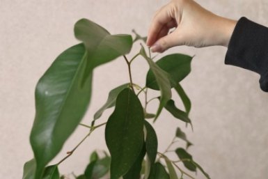 Добавил 2 грамма в воду - и мой фикус Бенджамина растет как заведенный: крона гуще, чем в цветочном салоне