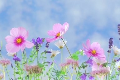 Сажаю на даче 1 цветок: И тли на участке больше нет - настоящий чудо-защитник