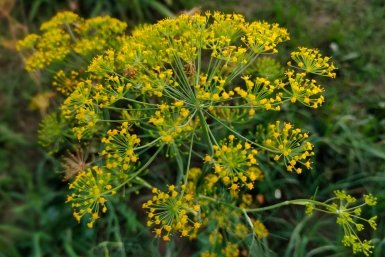 Не укроп, а изумрудный ковер: какой сорт зеленеет до зимы и не формирует рано зонтики - пучки по 30 см