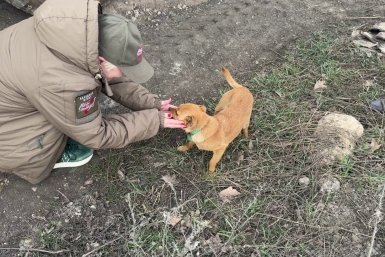 Ракета стала одним из самых позитивных четырехлапых защитников неба Крыма