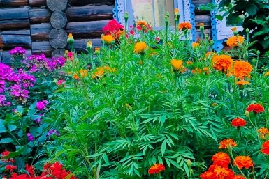 Не клумба, а яркий оазис: какой однолетник затмит цветением даже розы - хоть для тени, хоть для солнца