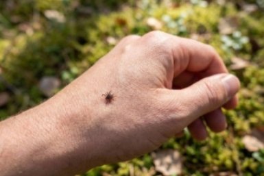 Клещ отцепится сам: 2 выручалочки от рыбака — когда под рукой нет ни пинцета, ни ниток