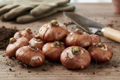 Что сделать с гладиолусами перед посадкой: готовим луковицы весной по всем правилам