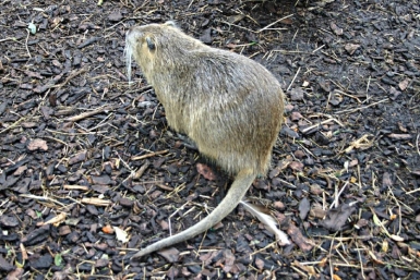 Пациентку в больницы Индии убила крыса