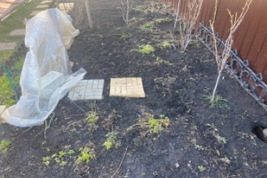 Как сразу теплеет, иду в сад с бинтом - простой метод спасет плоды от тли и муравьев