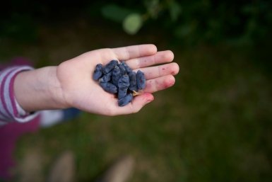 Нашла рецепт сладкой жимолости: подкормка 1:1:25 творит чудеса — теперь едим прямо с куста