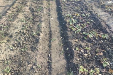 Эти семена восстановили плодородие почвы: урожай собирала ведрами