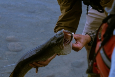 Разбудить на рассвете: 5 проверенных способов поймать первую щуку весной