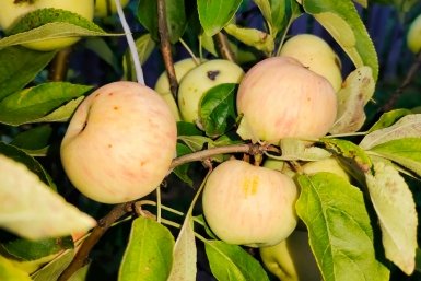 Установила на ствол в марте - и яблоня забыла, что такое тля: одарила щедрым урожаем