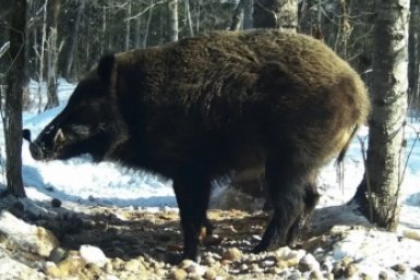 Тематическое фото Военное общество охотников