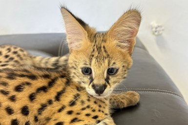 В Сочи женщина покрасила сервала за 1,3 млн рублей и пыталась вывезти в Мексику