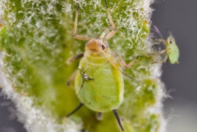 90% дачников травят тлю не так: 1 ошибка — и сад без ягод