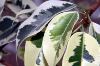 6 простых приемов — и фикус снова густой, с блестящими листьями: растет уверенно, без остановок