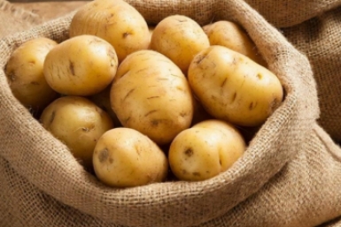 Дачники, сохраняйте: 3 сорта картошки, которые по 7 лет не вырождаются - крупные клубни мешками