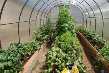 Моя теплица выдержала зиму: как выбрать поликарбонат, который не треснет и не пожелтеет