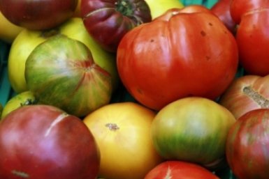 Фитофтора их не берет: 5 сортов томатов-броненосцев с железным иммунитетом