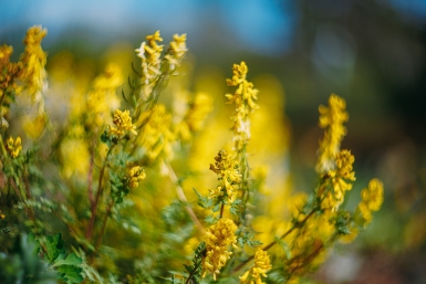 Ленивая клумба: цветы-роботы - посеял в грунт, и они сами выполняют программу цветения - 4 надежных варианта