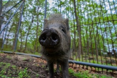 Кабанчик, который не смог: в Приморье засняли попытку зверя выбраться на берег