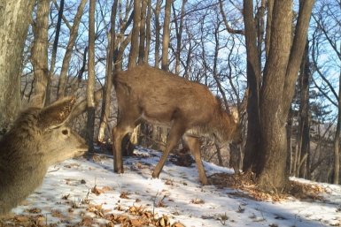 "И ты, олень?": фотоловушка в Приморье засняла драму с предательством у кормушки
