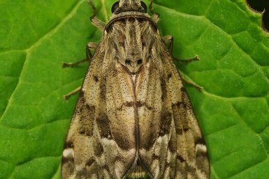 Как победить листовёртку весной? 5 шагов от эксперта спасут ваш урожай